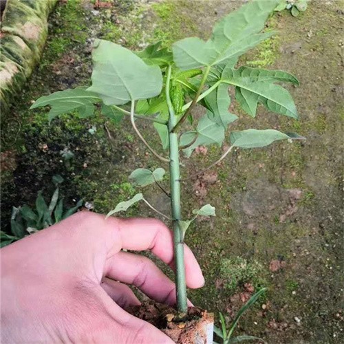 Taiwan hybrid red lady papaya seeds for growing 